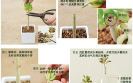 长残了的多肉教你几招正确处理重新上盆又是一株新生命