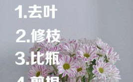 小菊别再担心养不好了教你从挑选到养护的所有步骤干货满满