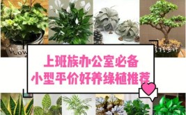 第30集绿植盆栽怎么报价合适。什么是平价绿植