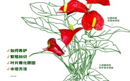 红掌怎么养按照这方法一叶一花长势旺花红叶绿一整年