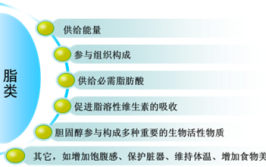 脂肪的主要作用是什么高中生物