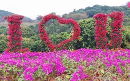 上新了东莞植物园造景迎新年美不胜收等你去打卡