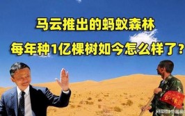 马云种16万亩沙棘荒漠变绿洲一棵树上结上千果子你吃过吗