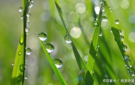 清风白露后面是什么