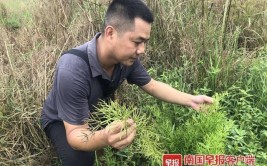 南宁一荷田旁发现水蕨它竟是国家二级保护植物