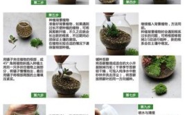 苔藓微景观diy制作步骤和养护要点