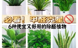 绿植入门新手买这几盆就对了寓意好而且还可以净化空气