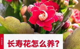 大叶长寿花养殖方法很简单只需做好这5点