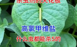 高效杀虫配方专治菜青虫钻心虫杀虫又杀卵打一遍顶两遍