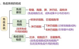 免疫系统由什么组成