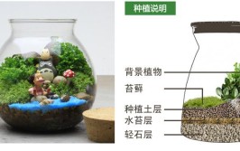 在玻璃箱中制作苔藓生态系统养绿苔方法