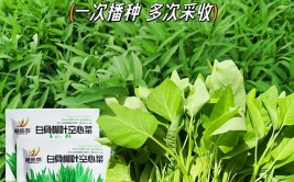 家庭种菜可以种6种菜好吃美味营养还长得特别快特别旺