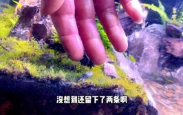 水陆缸稳定运行十来天扔几条弹涂鱼和辣椒蟹进去鱼缸造景