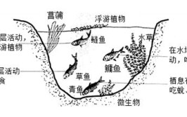 鱼类混养的合理搭配综合利用水体优化配置生物结构