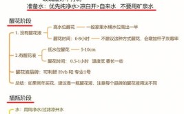 网购植物收到后要如何进行初始养护