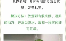 朋友绿萝长得叶子肥圆青翠秘诀却是每个月加点蛋清