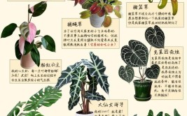 如何在小屋里中创造绿意适合室内种植的植物推荐及养护技巧