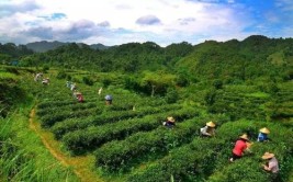 广西梧州大山深处飞出茶“凤凰”千年六堡茶成致富黄金叶(金叶飞出瑶族堡镇凤凰)