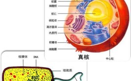 原核细胞的增殖方式是什么