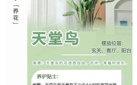 天堂鸟养护全攻略十种方法让你的绿植茁壮成长