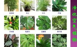 50种家庭常见观叶植物认识一半就是养花达人看看你家有几种