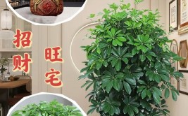 家里养盆这种绿植寓意好并且一年四季都绿油油的