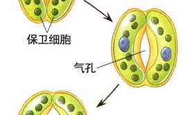 保卫细胞有叶绿体吗