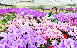 南安蝴蝶兰紧俏花卉基地年味浓