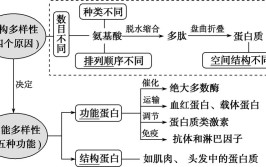 蛋白质的结构和功能