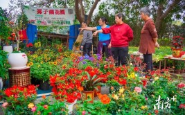 东莞人年花年桔就地栽种和收集点指南来了