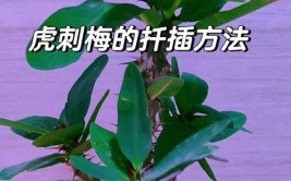 刺梅花的养殖方法