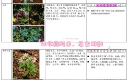 花园植物叮一份花园养护指南请查收