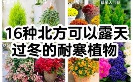 天气寒冷 冬季家庭植物养护要注意