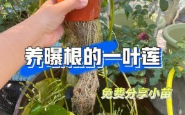 记录植物种植 一叶莲的种植和养护指南 一叶莲