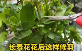 长寿花修剪和繁殖的技巧夏季怎么打理秋冬才好开花