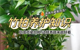 竹柏的养殖方法