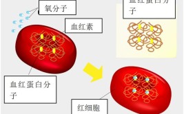 红细胞是真核细胞吗