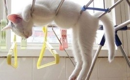 一分钟长视频教程猫猫湿了我们把它晾起来吧