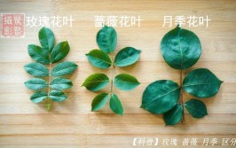 玫瑰花  大叶子视频教程玫瑰花