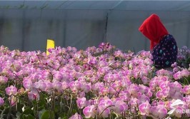 临安高虹的高山蝴蝶兰热销 成花卉市场抢手货