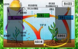 一缸好水的养成可以有六个不需要照样水清鱼亮不用经常换水