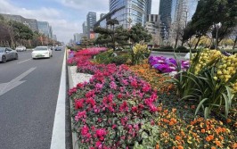 椒江城区道路新添五处踏春赏花地 室内植物成主打