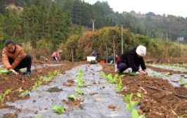 秋冬高原植绿忙