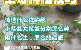 保姆式教学分享如何种好草莓盆栽怎么提高成活率