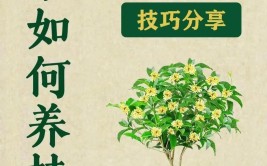 桂花怎么才能养得好桂花养护有技巧掌握这些小技巧桂花长得好