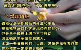 根系养护新策略揭秘如何打造健壮根系提升作物产量的秘诀