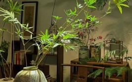 这5种绿植很好养观赏价值极高非常适合茶室陈设