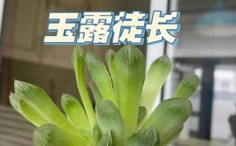 盆栽玉露养护指南叶子干瘪如何恢复植株徒长怎么办