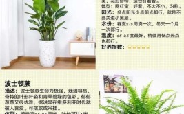 最全网红绿植养护手册告别绿植杀手