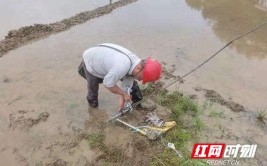 国网茶陵供电公司：泥水田里紧急消除电杆拉线隐患(拉线田里农耕抢修茶陵)